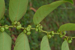Glochidion zeylanicum